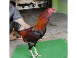 GÀ ĐIỀU