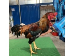ĐIỀU C1 HÀNG ĐẤU