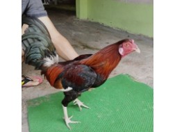 ĐIỀU MỒNG CẮT