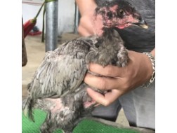 Mã số 8 - Xám tro dòng phèn xha6n vuôn, mặt lọ 1.9kg (Gà đã bán)