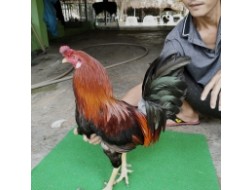 ĐIỀU MỒNG DÂU