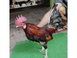 ĐIỀU MỒNG LÁ