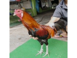 ĐIỀU XANH