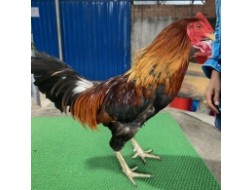ĐIỀU SEVEN 7*, 2.4KG DÒNG SIL MỸ
