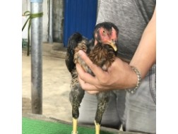 Mã số 14 - Ó chân vàng, 8 móng đen 1.7kg, 4đai, 2 trái - 2 phải (Gà đã bán)