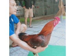 GÀ VÀNG BÔNG