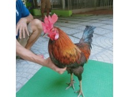 QUE MỒNG CHÓC