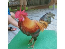 QUE MỒNG LÁ