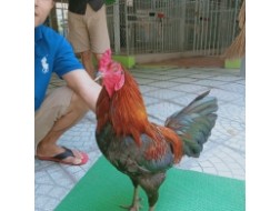 QUE MỒNG DÂU
