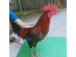 QUE MỒNG LÁ