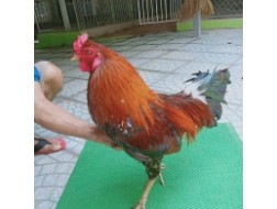 ĐIỀU BÔNG CHÂN XANH