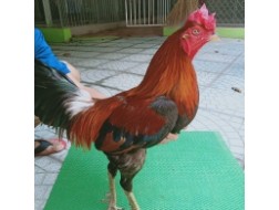 ĐIỀU CHẬP CHÂN XANH