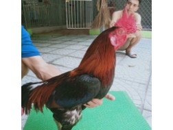 ĐIỀU XANH MỒNG TRẮC