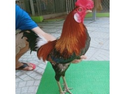 ĐIỀU XANH MỒNG CẮT