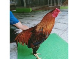 ĐIỀU MỒNG TRÍCH