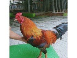 ĐIỀU VÀNG