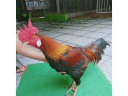 ĐIỀU XANH MỒNG CẮT
