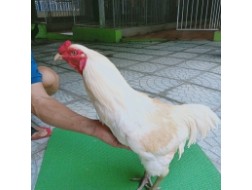 NHẠN MỒNG TRÍCH