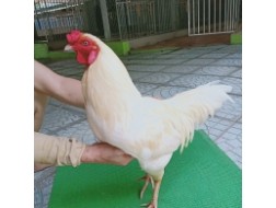 NHẠN MỒNG CHẬP