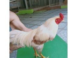 CHUỐI XÁM