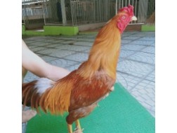 VÀNG CỰA ĐEN