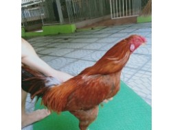 KHÉT MỒNG CẮT