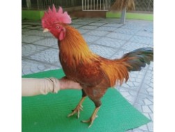 KHÉT MỒNG LÁ