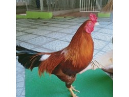 ĐIỀU VÀNG