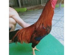 ĐIỀU VÀNG MỒNG CẮT