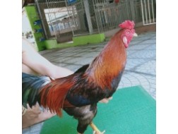 ĐIỀU MẬT