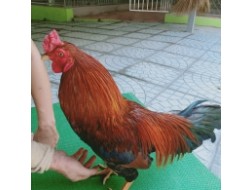 ĐIỀU MỒNG DÂU