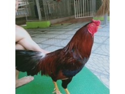 ĐIỀU MỒNG TRÍCH