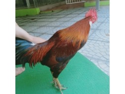 XANH MỒNG LÁ