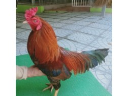 ĐIỀU VÀNG 