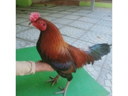 ĐIỀU XANH