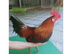 ĐIỀU VÀNG MỒNG LÁ