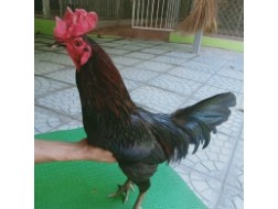 XANH MỒNG DÂU