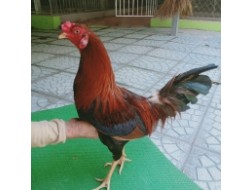 ĐIỀU LAI MÁU