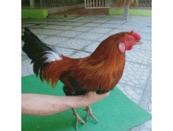 ĐIỀU VÀNG TRÍCH