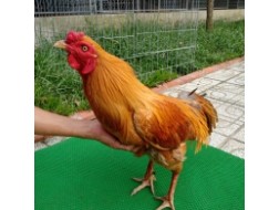 GÀ KHÉT 1