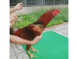 GÀ KHÉT 2