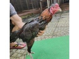 GÀ Ô