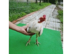 GÀ BƯỚM 1