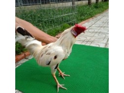 GÀ BƯỚM 2