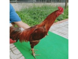 GÀ VÀNG 2