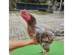 XÁM 2