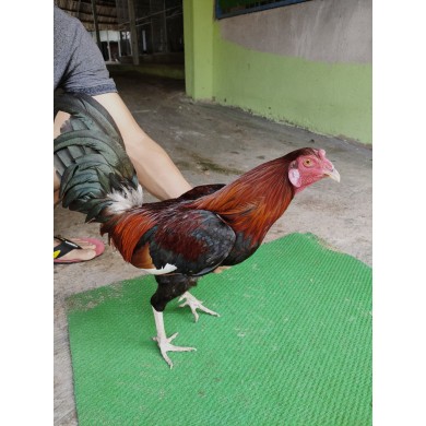 ĐIỀU MỒNG CẮT