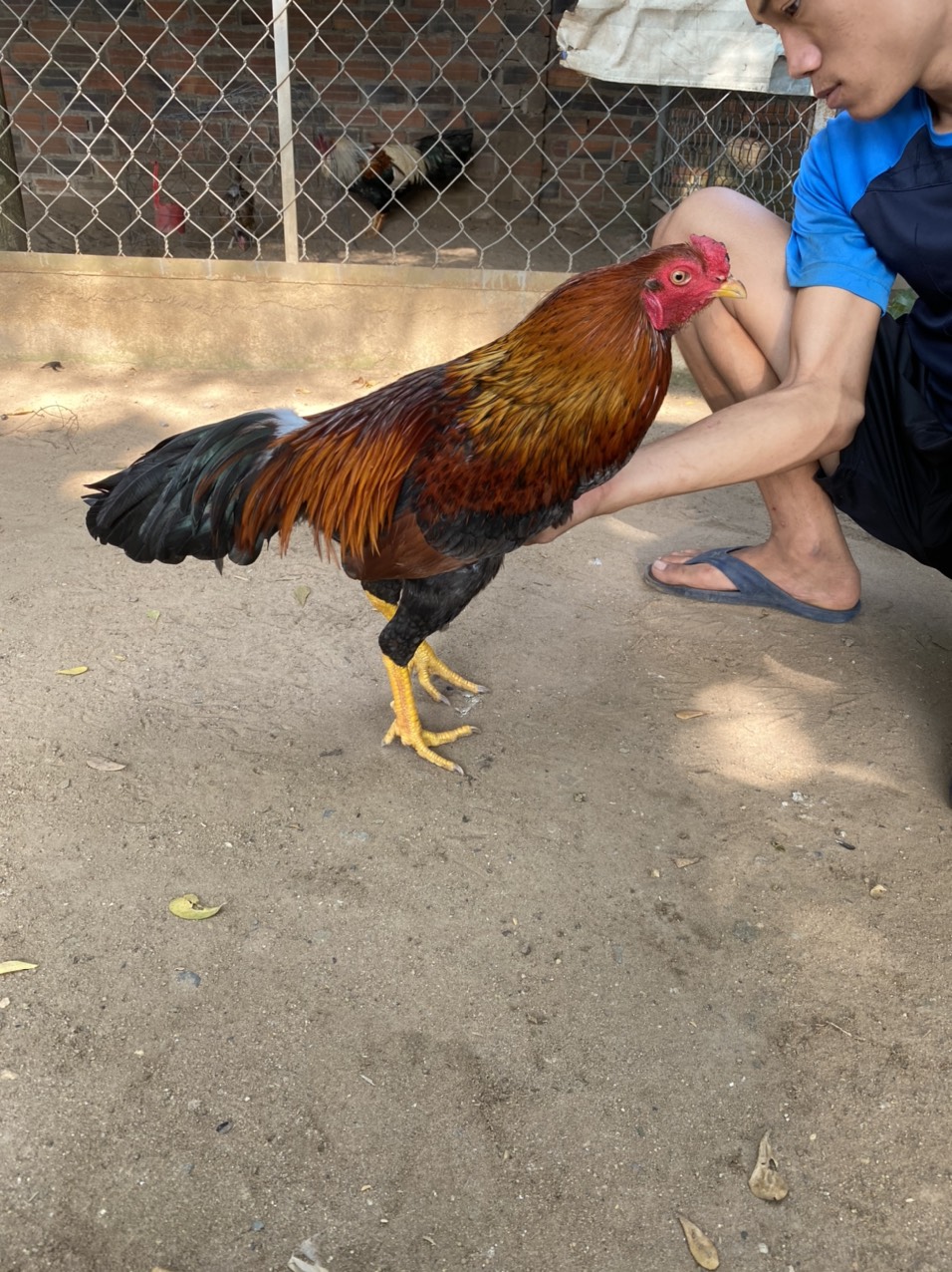 GÀ LÔNG 05