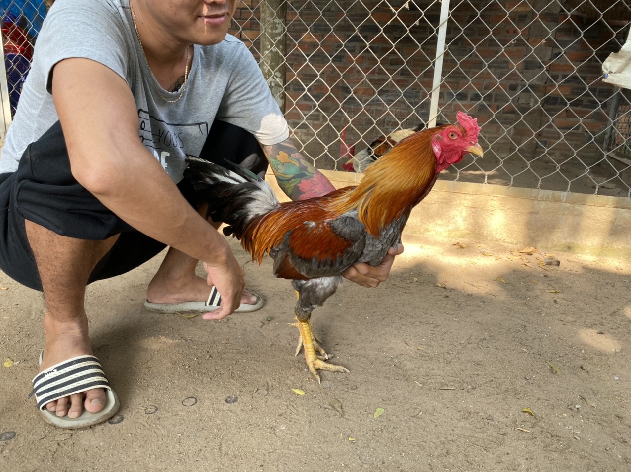 GÀ LÔNG 12