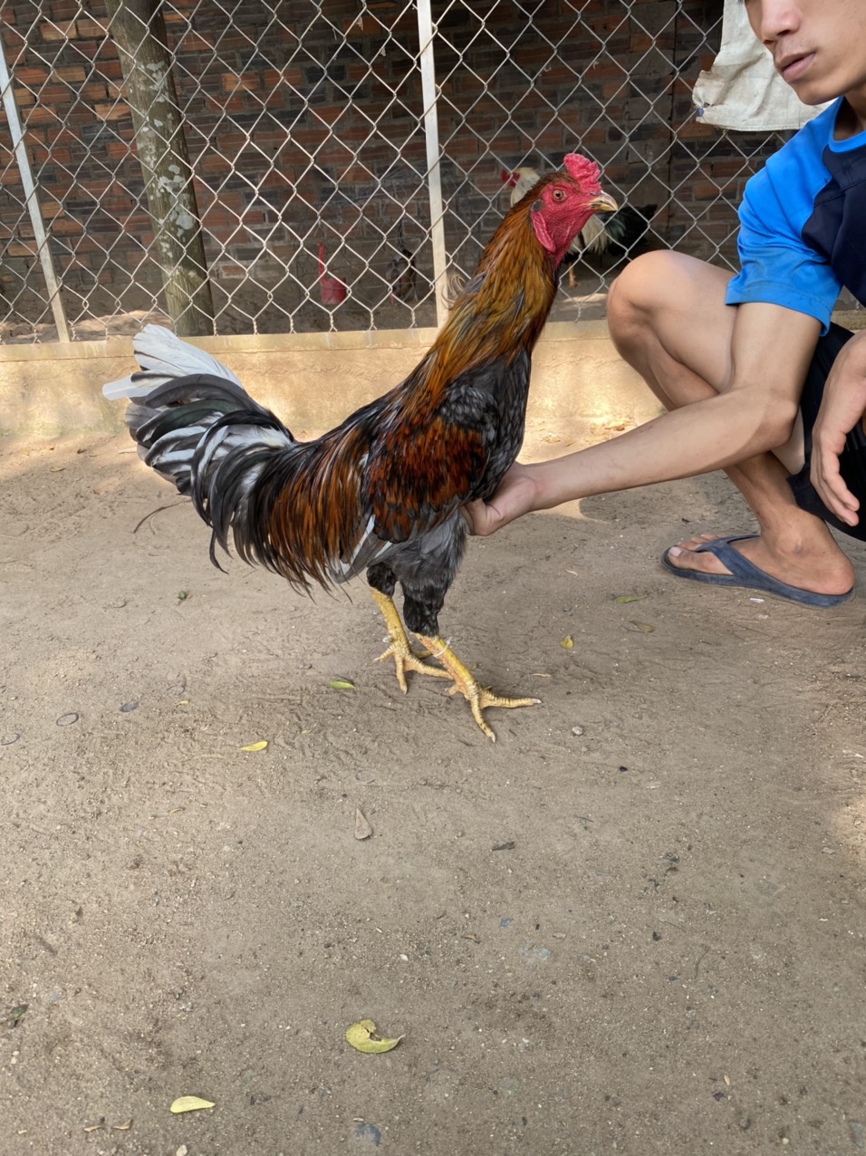GÀ LÔNG 07
